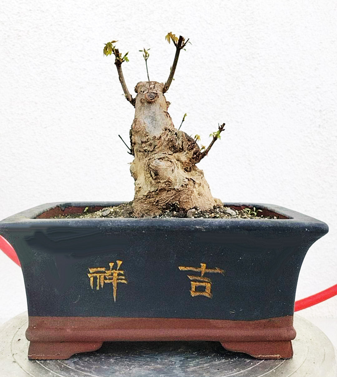 Authentic Chinese Trident Maple - Massive Nebari, Old Style Trunk with pot