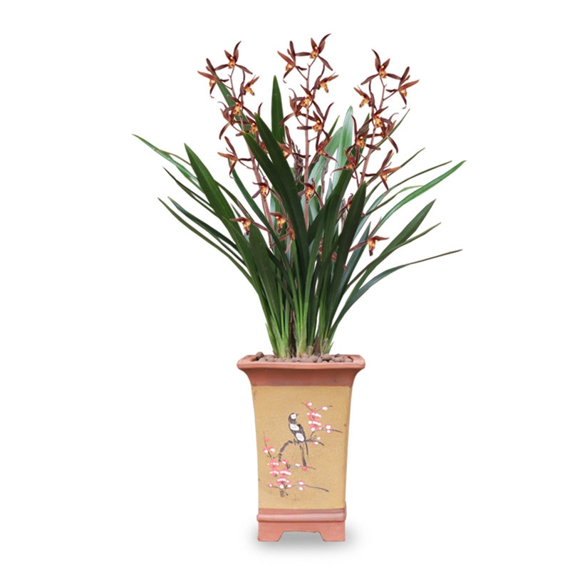 Live Orchid Plant Live Cymbidium sinense-Qi Hei-企黑-Bare Root with Buds