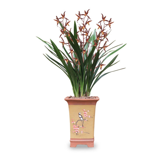 Live Orchid Plant Live Cymbidium sinense-Qi Hei-企黑-Bare Root with Buds