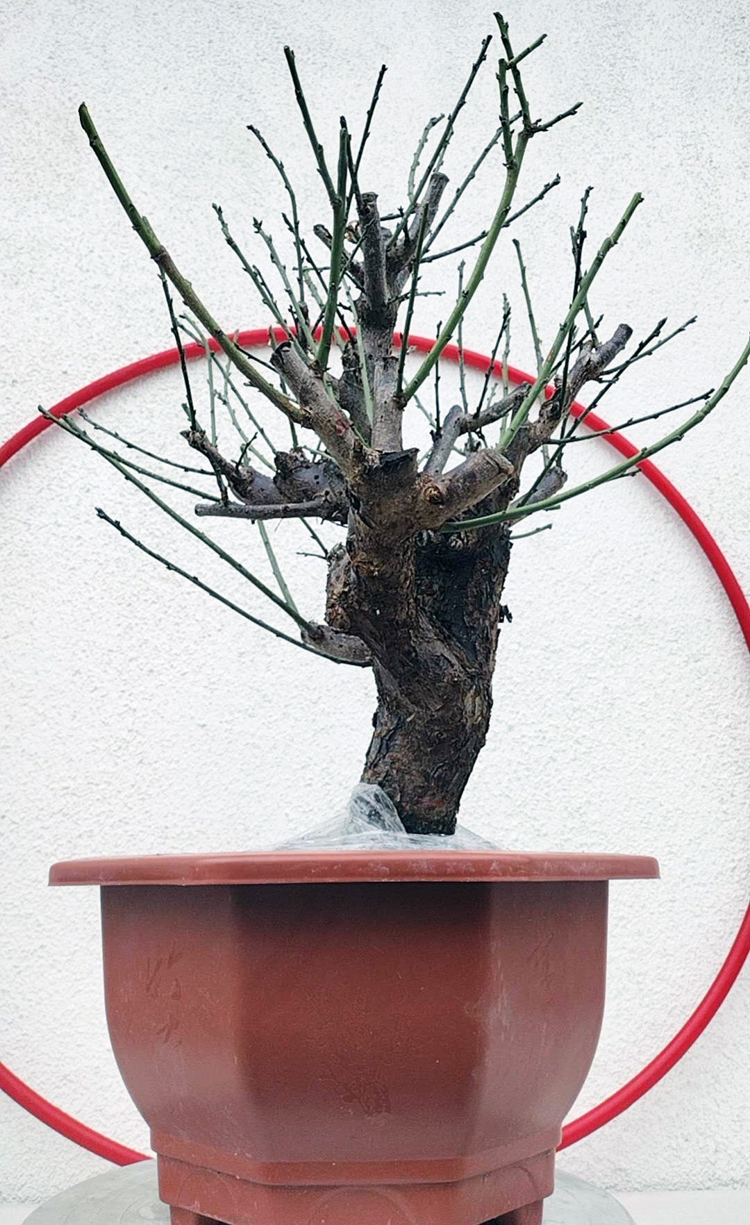 Rare Red white Japanese Apricot Bonsai (Prunus mume) 15+ year old Double Color Grafted