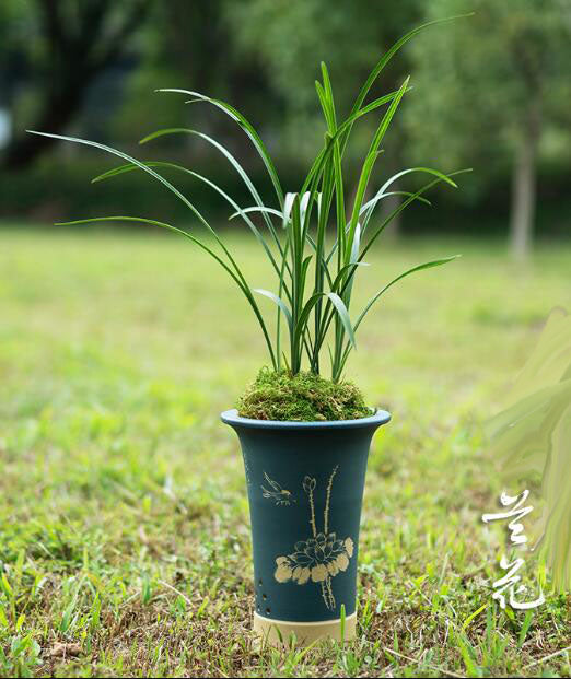 Cymbidium Orchid Goeringii HeShenMei 贺神梅 Bare Root 春兰老八种之一 CYMUS Nursery