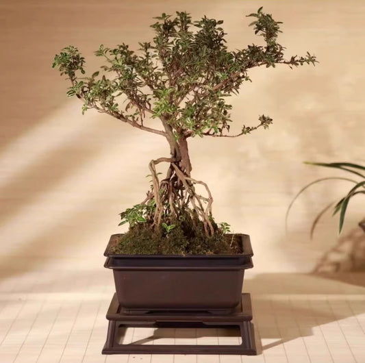Plum Blossom Pots - Rectangular Imitation Yixing Ceramic Planter, Square Resin Plastic Flower Pot