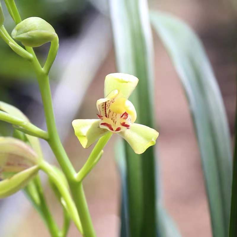 Noble Orchid Live Cymbidium Ensifolium 'Xia Huang Mei' 夏皇梅 Bare Root and Shipped With Flowers 建兰