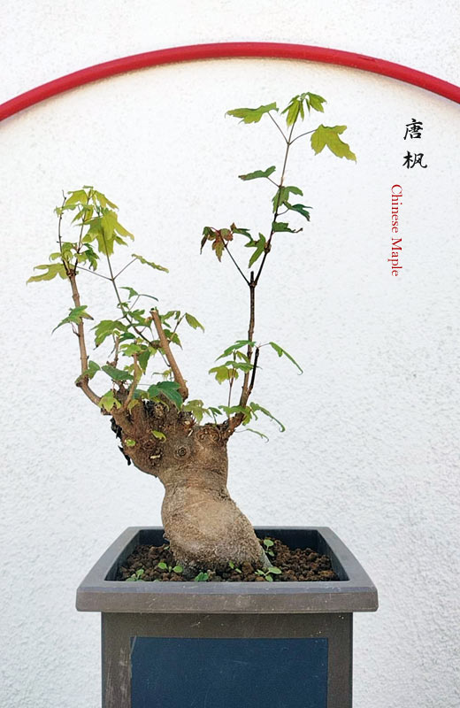 Trident Maple Bonsai - Fiery Red Fall Colors, Old Style Nebari, with Pot CYMUS Nurery