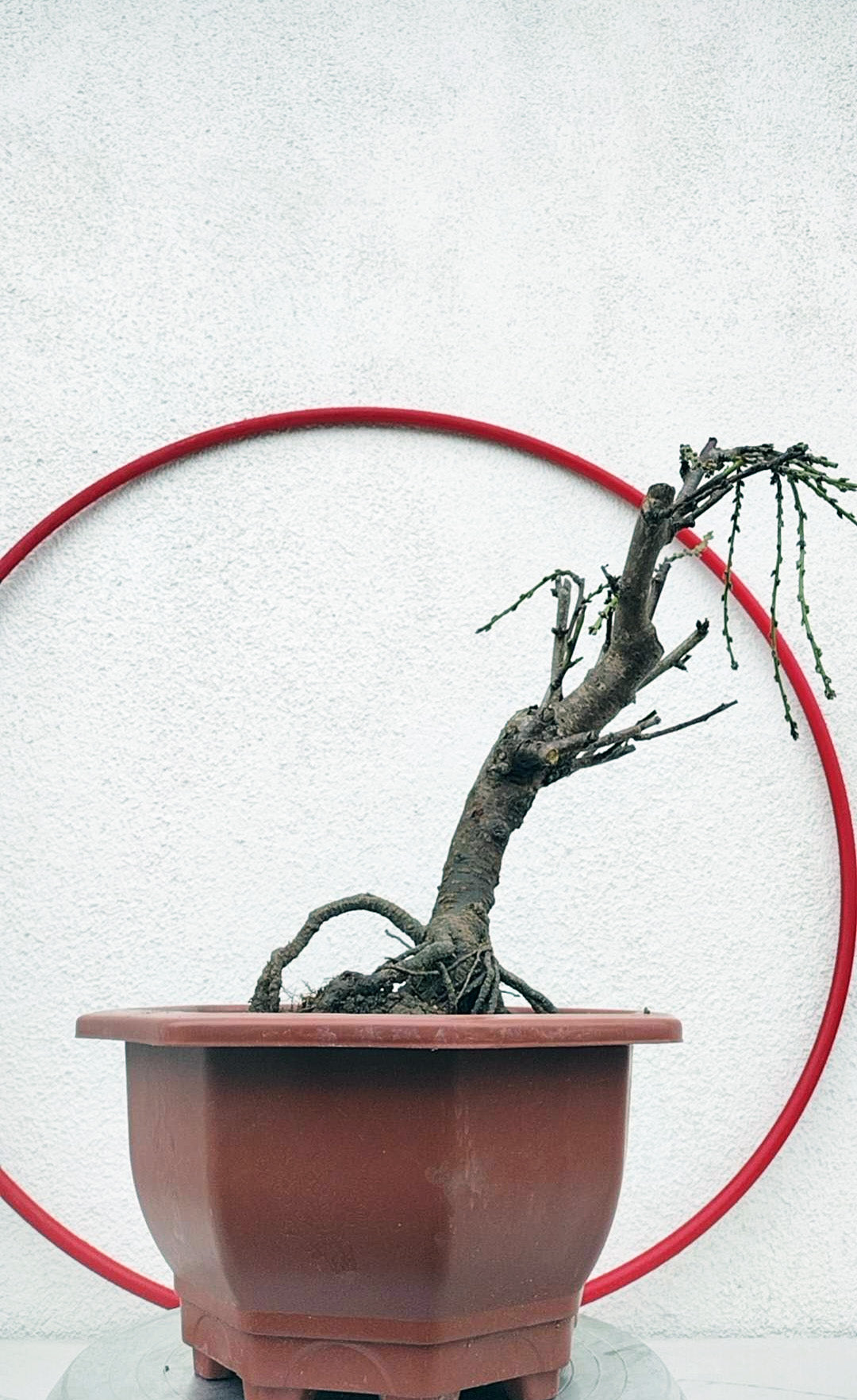 Rare Mandarin Duck Japanese Apricot Bonsai (Prunus mume) – 10+ Year Old with Flower Buds