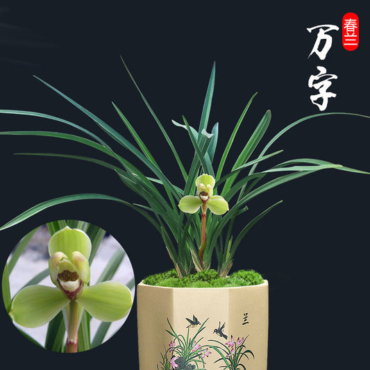 Live Orchid Plant 万字 Fragrant Goeringii  Live Cymbidium -Wan Word-Bare Root  国兰 春兰  WanZi