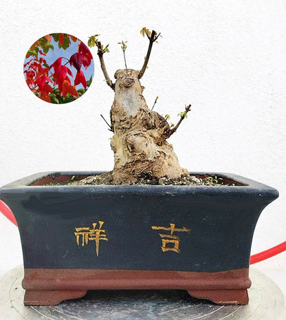Authentic Chinese Trident Maple - Massive Nebari, Old Style Trunk with pot