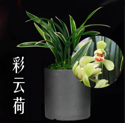 Live Orchid 彩云荷 Goeringii Plants-Easy Care Orchids Air Purifying Live Houseplant Cymbidium  CaiYunHe 国兰 春兰
