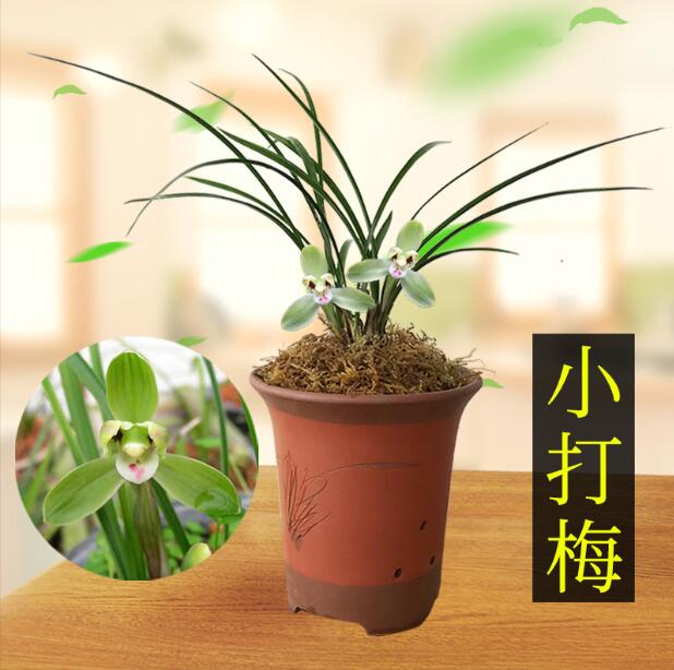 Cymbidium Orchid Goeringii XiaoDaMei 小打梅 Bare Foot without buds 国兰