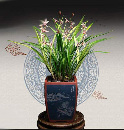 Cymbidium Ensifolium LvNiaoZui 绿鸟嘴 Orchids Perfect for Windowsills or Indoors