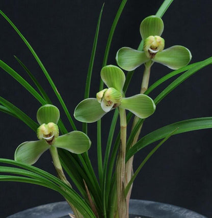 Cymbidium Orchid Goeringii HeShenMei 贺神梅 Bare Root 春兰老八种之一 CYMUS Nursery