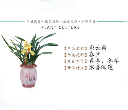 Live Orchid 彩云荷 Goeringii Plants-Easy Care Orchids Air Purifying Live Houseplant Cymbidium  CaiYunHe 国兰 春兰