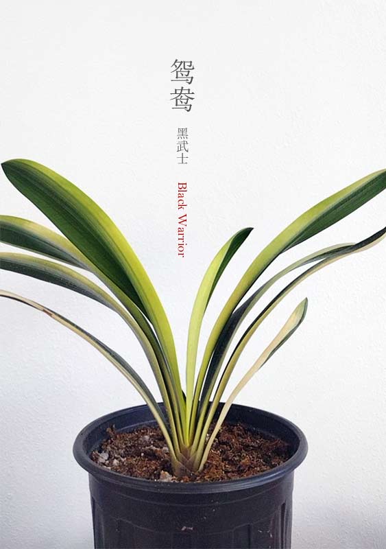 Variegated Clivia  君子兰 彩兰  黑武士 Black Warrior Mandarin Duck with pot