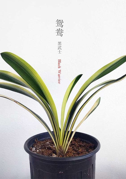 Variegated Clivia  君子兰 彩兰  黑武士 Black Warrior Mandarin Duck with pot