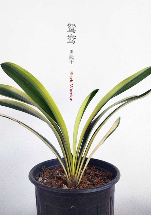Variegated Clivia  君子兰 彩兰  黑武士 Black Warrior Mandarin Duck with pot