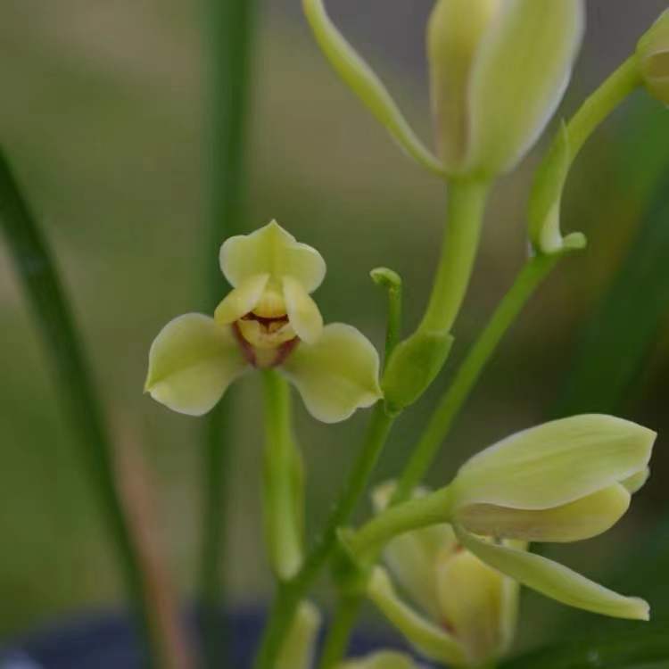 Noble Orchid Live Cymbidium Ensifolium 'Xia Huang Mei' 夏皇梅 Bare Root and Shipped With Flowers 建兰
