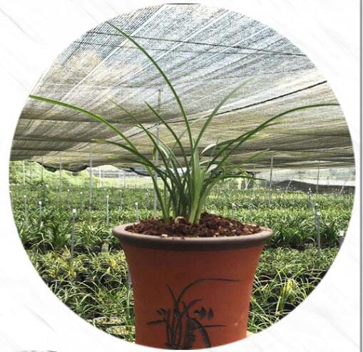 Cymbidium Orchid Goeringii XiaoDaMei 小打梅 Bare Foot without buds 国兰
