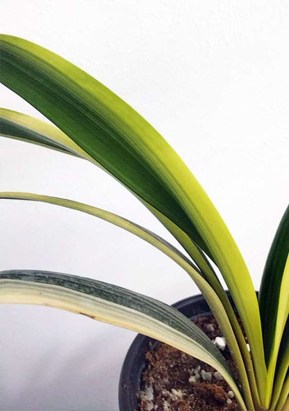 Variegated Clivia  君子兰 彩兰  黑武士 Black Warrior Mandarin Duck with pot