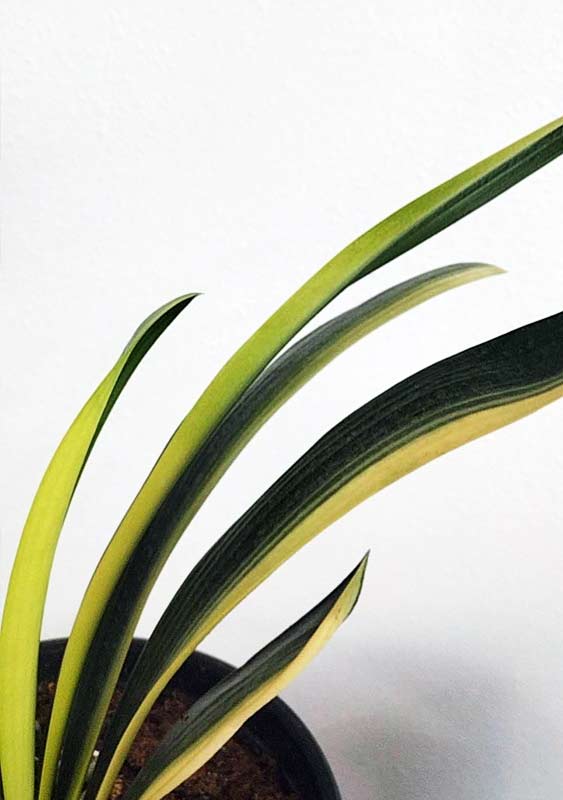 Variegated Clivia  君子兰 彩兰  黑武士 Black Warrior Mandarin Duck with pot
