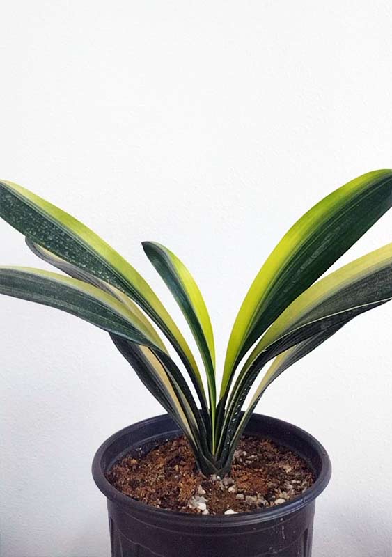 Variegated Clivia  君子兰 彩兰  黑武士 Black Warrior Mandarin Duck with pot