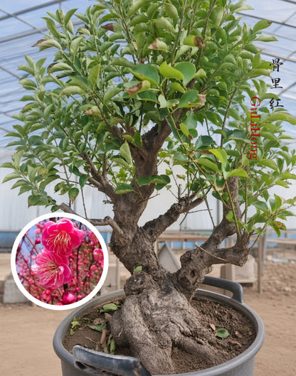 Pre-Sale Rare Red Core Japanese Apricot Bonsai (Prunus mume) – 25+ Year Old Flowering Specimen CYMUS Cymbidium Orchids Plum Blossom Bonsai Sale