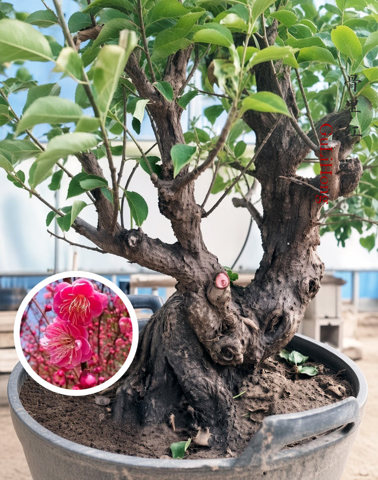 Pre-Sale Rare Red Core Japanese Apricot Bonsai (Prunus mume) – 25+ Year Old Flowering Specimen CYMUS Cymbidium Orchids Plum Blossom Bonsai Sale