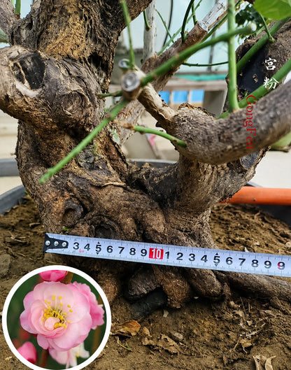 Pre-Sale Rare Rink Core Japanese Apricot Bonsai (Prunus mume) – 25+ Year Old Flowering Specimen - CYMUS Nursery
