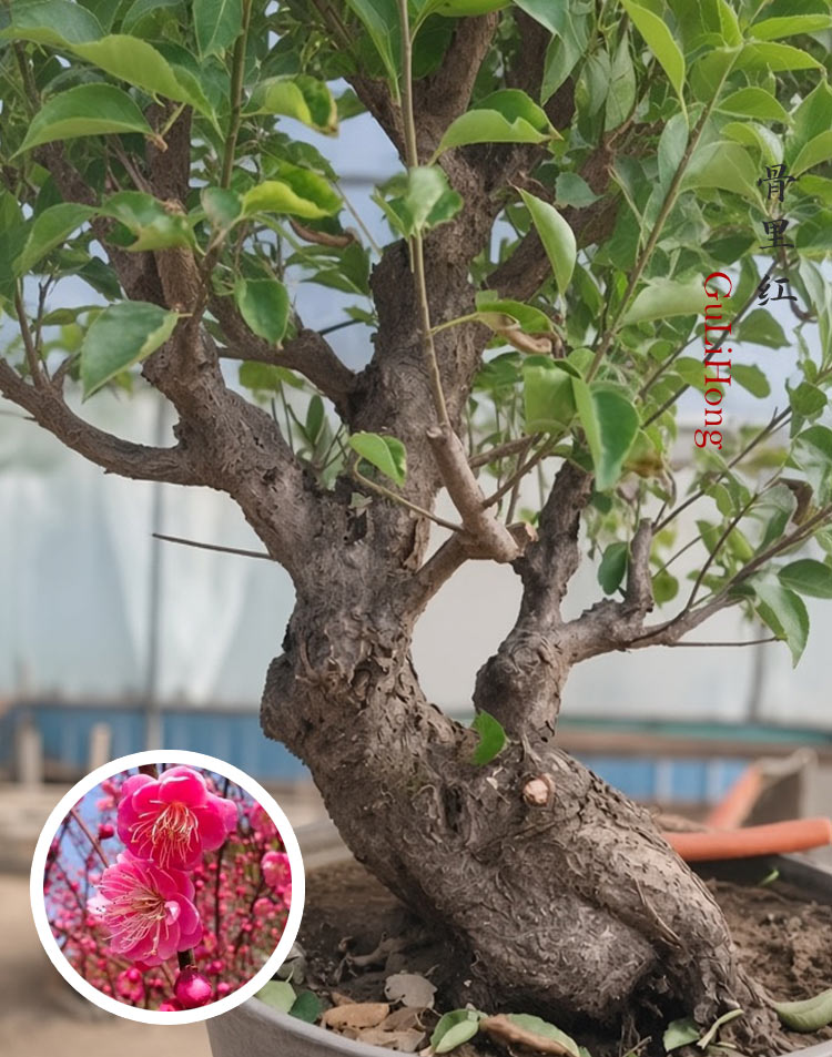 Pre-Sale Rare Red Core Japanese Apricot Bonsai (Prunus mume) – 25+ Year Old Flowering Specimen CYMUS Cymbidium Orchids Plum Blossom Bonsai Sale