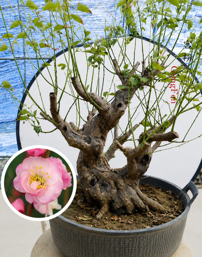  Flowering Plum Bonsai 
