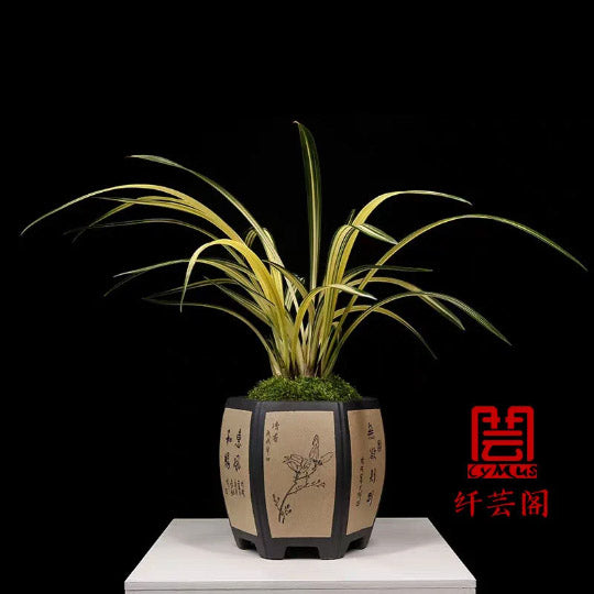 Noble Orchid Plant Live Cymbidium Sinense-Lan yang zhi song-Bare Foot and Shipped Without Flower 墨兰 兰阳之松