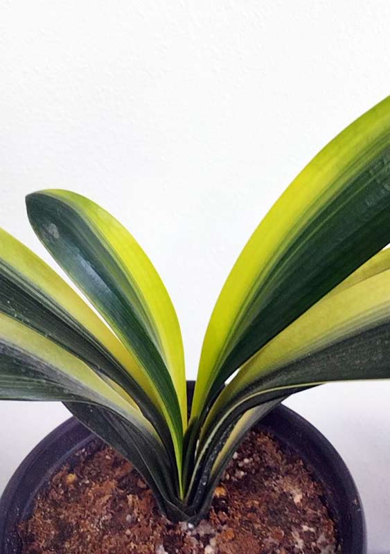 Variegated Clivia  君子兰 彩兰  黑武士 Black Warrior Mandarin Duck with pot