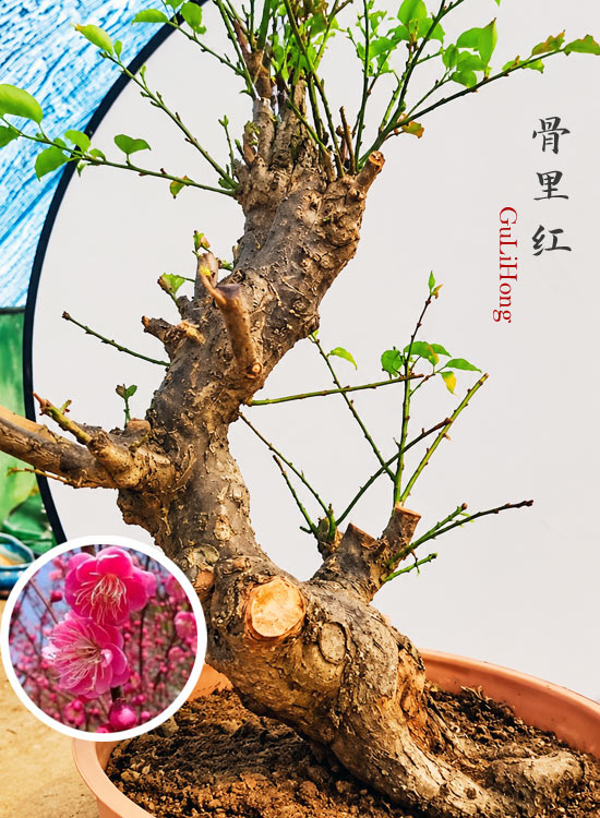 Pre-Sale Rare Japanese Apricot Bonsai (Prunus mume) – 15+ Year Old Red Core Flowering Specimen (Copy) CYMUS Cymbidium Orchids Plum Blossom Bonsai Sale
