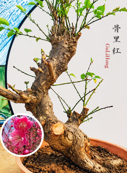 Pre-Sale Rare Japanese Apricot Bonsai (Prunus mume) – 15+ Year Old Red Core Flowering Specimen (Copy) CYMUS Cymbidium Orchids Plum Blossom Bonsai Sale