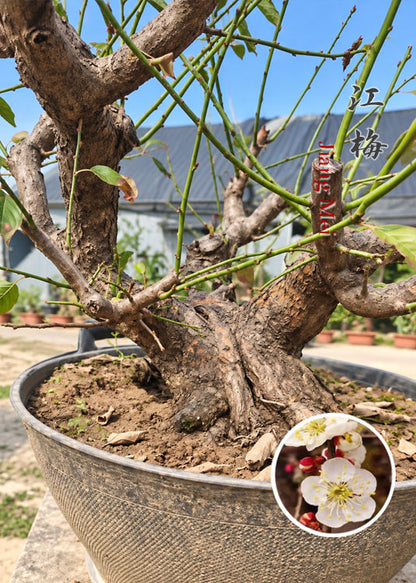 Pre-Sale Rare JiangMei Japanese Apricot Bonsai (Prunus mume) – 20+ Year Old CYMUS Nurery