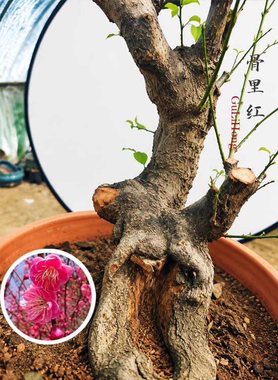 Pre-Sale Rare Japanese Apricot Bonsai (Prunus mume) – 15+ Year Old Red Core Flowering Specimen (Copy) CYMUS Cymbidium Orchids Plum Blossom Bonsai Sale