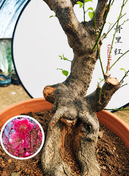 Pre-Sale Rare Japanese Apricot Bonsai (Prunus mume) – 15+ Year Old Red Core Flowering Specimen (Copy) CYMUS Cymbidium Orchids Plum Blossom Bonsai Sale
