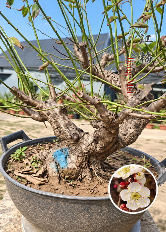 Pre-Sale Rare JiangMei Japanese Apricot Bonsai (Prunus mume) – 20+ Year Old CYMUS Nurery