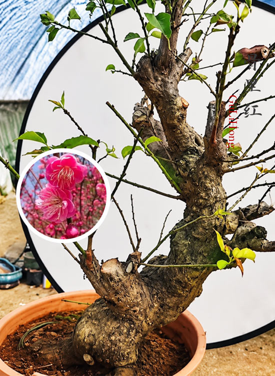 Pre-Sale Rare Japanese Apricot Bonsai (Prunus mume) – 15+ Year Old Red Core Flowering Specimen (Copy) CYMUS Cymbidium Orchids Plum Blossom Bonsai Sale