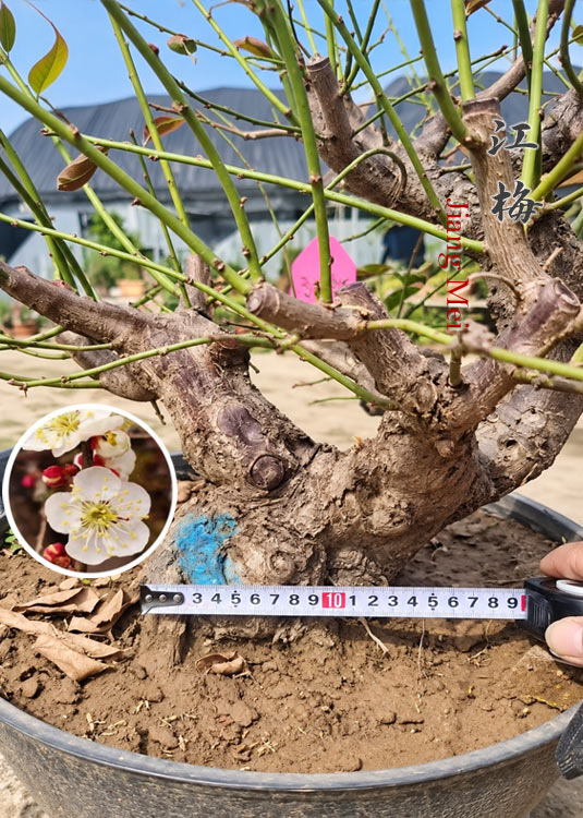 Pre-Sale Rare JiangMei Japanese Apricot Bonsai (Prunus mume) – 20+ Year Old CYMUS Nurery