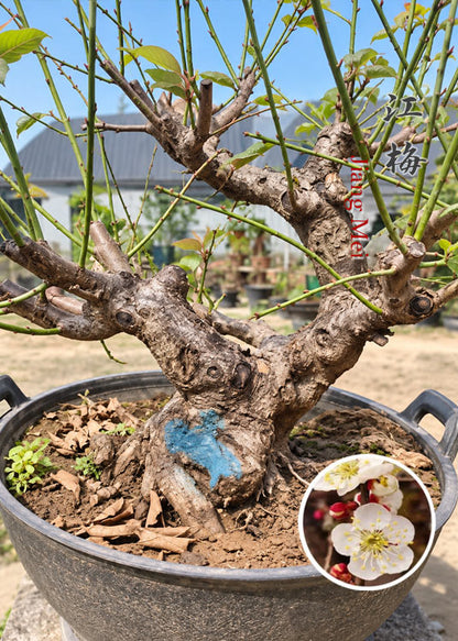 Pre-Sale Rare JiangMei Japanese Apricot Bonsai (Prunus mume) – 20+ Year Old CYMUS Nurery