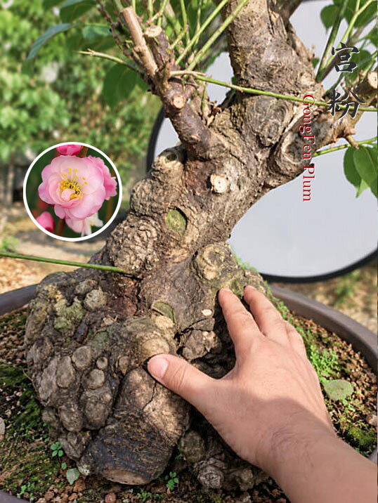 Pre-Sale Flowering Plum Bonsai, Rare GongFenMei Chinese Sweet Plum (Prunus mume) – 30+ Year Old Specimen CYMUS Nursery