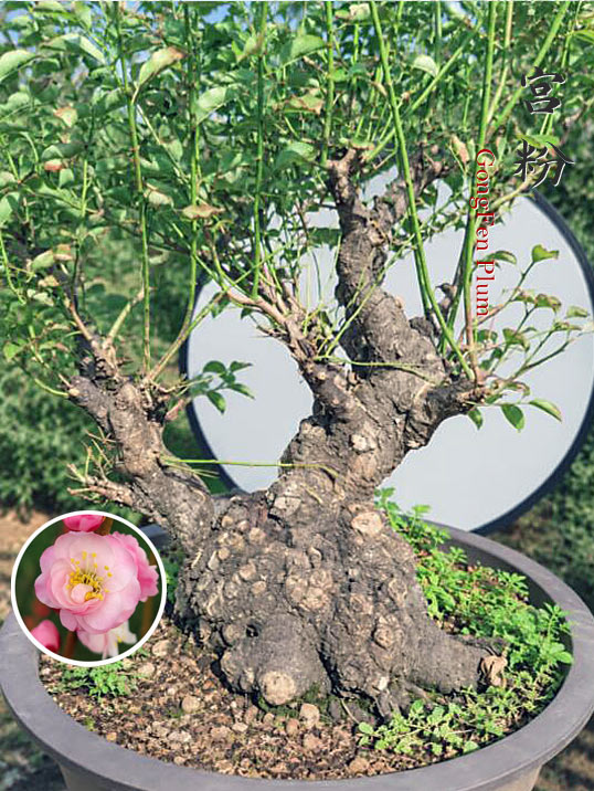 Pre-Sale Flowering Plum Bonsai, Rare GongFenMei Chinese Sweet Plum (Prunus mume) – 30+ Year Old Specimen CYMUS Nursery