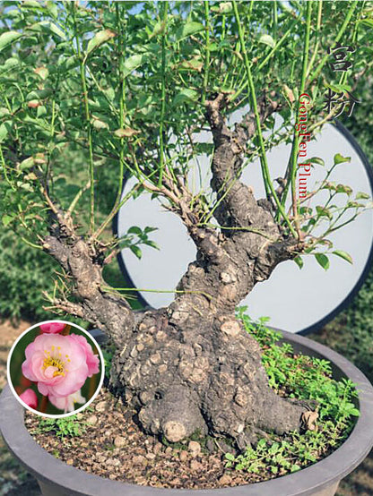 Pre-Sale Flowering Plum Bonsai, Rare GongFenMei Chinese Sweet Plum (Prunus mume) – 30+ Year Old Specimen CYMUS Nursery