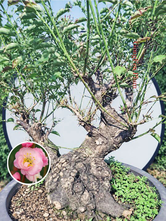 Pre-Sale Flowering Plum Bonsai, Rare GongFenMei Chinese Sweet Plum (Prunus mume) – 30+ Year Old Specimen CYMUS Nursery