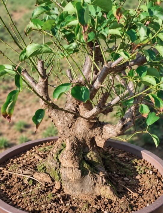 Pre-Sale Rare Japanese Apricot (Prunus mume) – 20+ Year Old Red Core Bulldog bonsai CYMUS Nursery