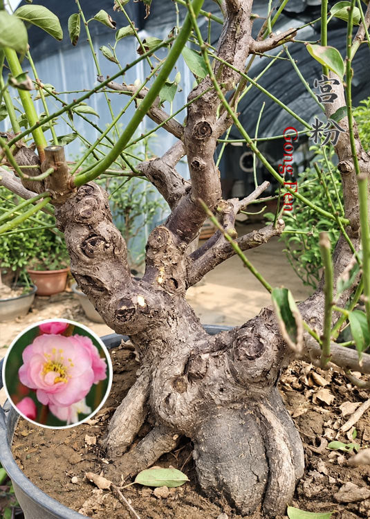 Pre-Sale Flowering Plum Bonsai, Rare GongFenMei Chinese Sweet Plum (Prunus mume) – 25+ Year Old Specimen CYMUS Nursery