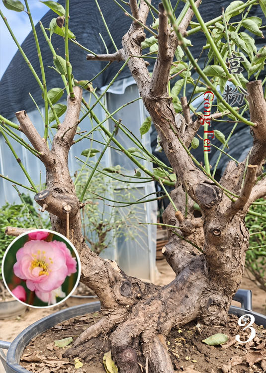 Pre-Sale Flowering Plum Bonsai, Rare GongFenMei Chinese Sweet Plum (Prunus mume) – 25+ Year Old Specimen CYMUS Nursery