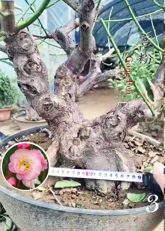 Pre-Sale Flowering Plum Bonsai, Rare GongFenMei Chinese Sweet Plum (Prunus mume) – 25+ Year Old Specimen CYMUS Nursery