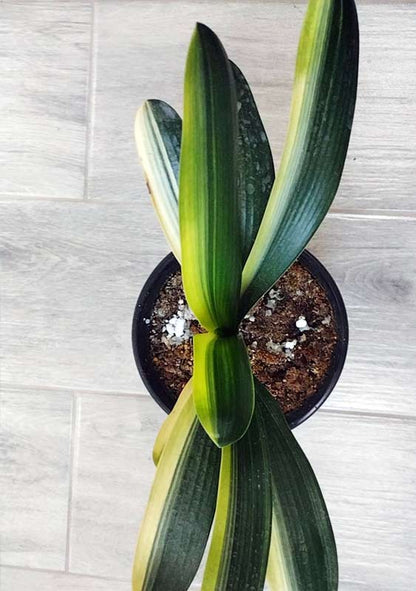 Variegated Clivia  君子兰 彩兰  黑武士 Black Warrior Mandarin Duck with pot