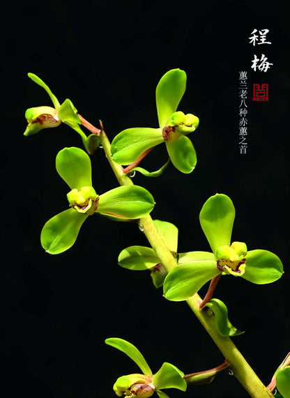 Per-sale Cymbidium Orchid Faberi 'ChengMei' Bare Root and Shipped no buds